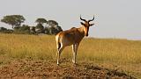 TANZANIA - Serengeti National Park - 125 HarteBeest